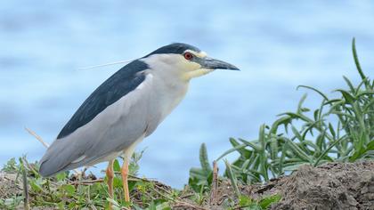 Black-crowned Night Heron