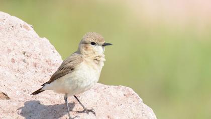 Isabelline Wheatear