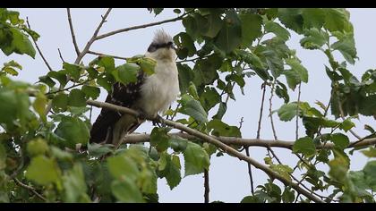 Great Spotted Cuckoo