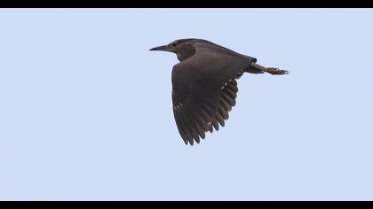 Black-crowned Night Heron