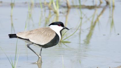 Spur-winged Lapwing