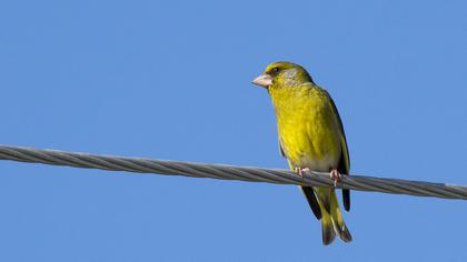 European Greenfinch
