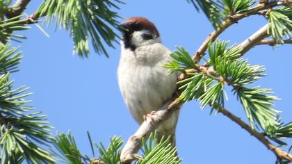 Eurasian Tree Sparrow