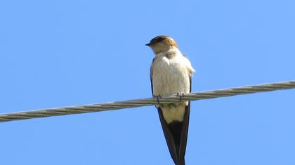 Red-rumped Swallow