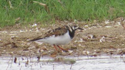 Ruddy Turnstone