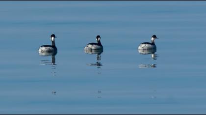 Karaboyunlu batağan
