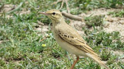 Tawny Pipit