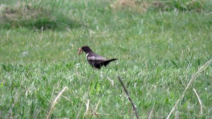 Ring Ouzel