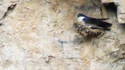 Common House Martin