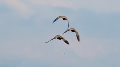 Black-bellied Sandgrouse