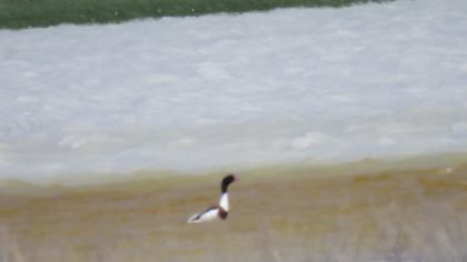 Common Shelduck