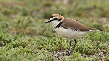 Kentish Plover