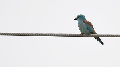 European Roller
