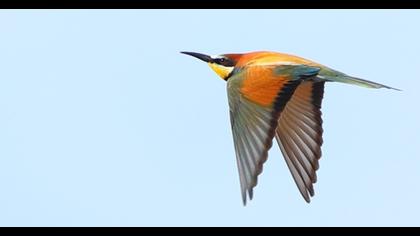 European Bee-eater