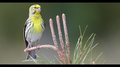 European Serin