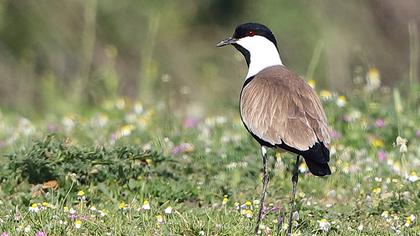 Spur-winged Lapwing