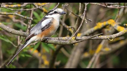 Masked Shrike