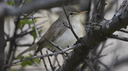 Eastern Olivaceous Warbler