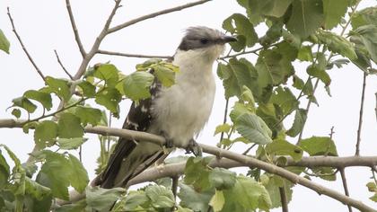 Great Spotted Cuckoo