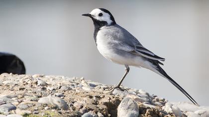 White Wagtail