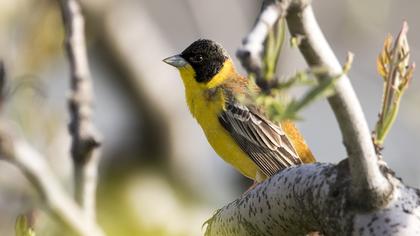 Black-headed Bunting