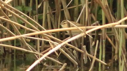 Sedge Warbler