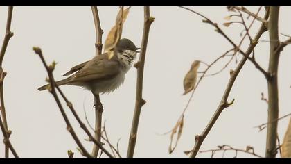 Lesser Whitethroat