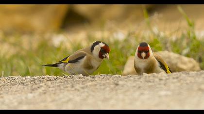 European Goldfinch