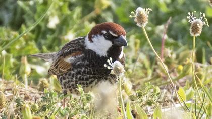 Spanish Sparrow