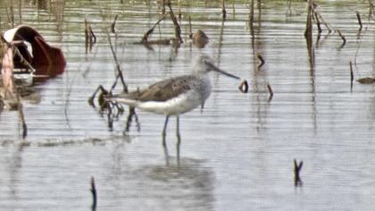 Common Greenshank