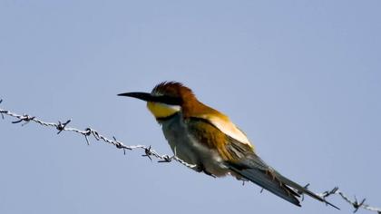 European Bee-eater