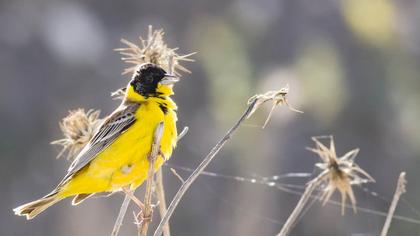 Black-headed Bunting