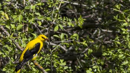 Eurasian Golden Oriole
