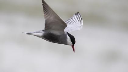 Gull-billed Tern