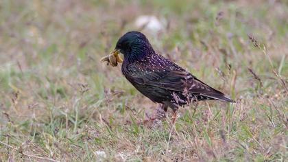 Common Starling