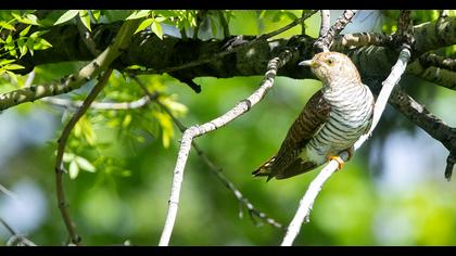 Common Cuckoo
