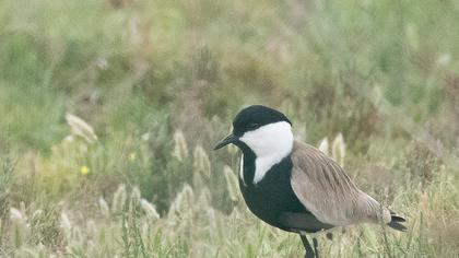 Spur-winged Lapwing