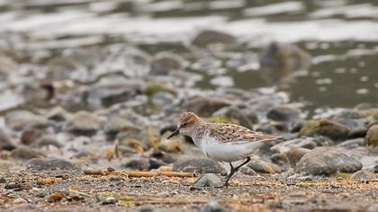Little Stint