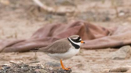 Common Ringed Plover