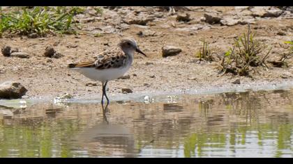 Little Stint