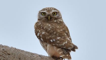Little Owl