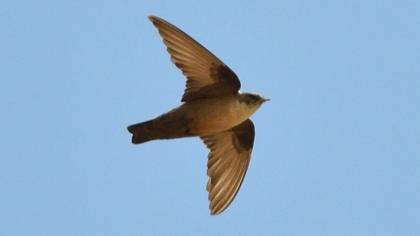 Eurasian Crag Martin