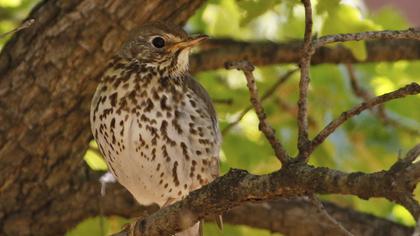 Song Thrush