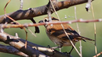 Red-backed Shrike