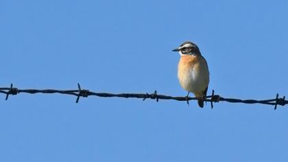 Whinchat