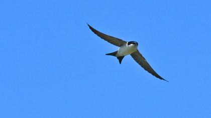 Common House Martin