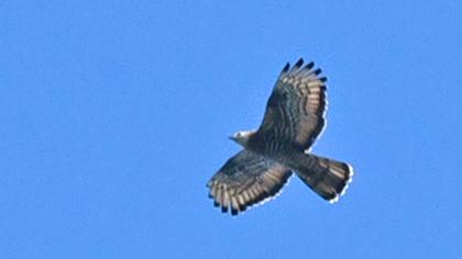 European Honey Buzzard