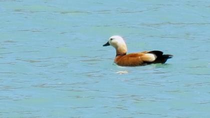 Ruddy Shelduck