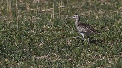 Eurasian Curlew