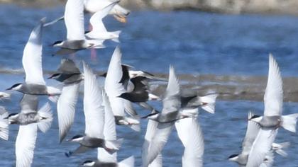 Whiskered Tern